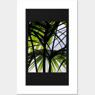 Black and Green Palm Leaves Posters and Art